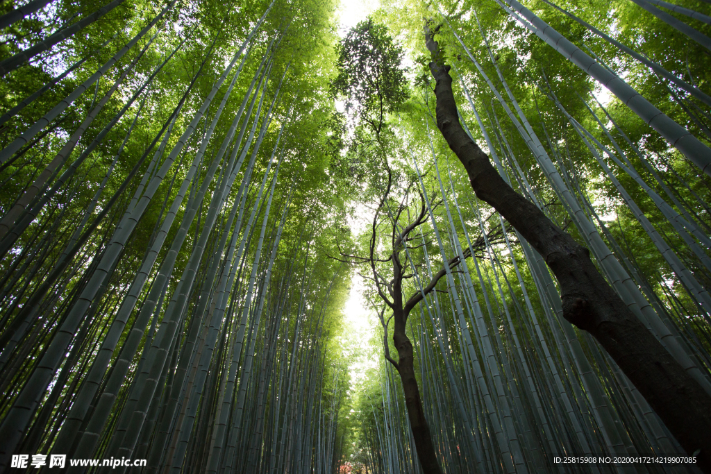 竹子竹叶竹海图片