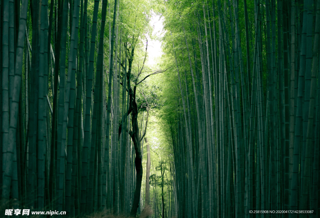 竹子竹叶竹海图片