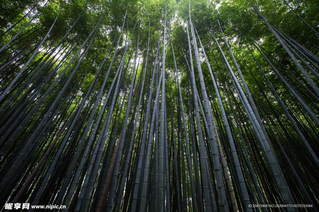 竹子竹叶竹海图片