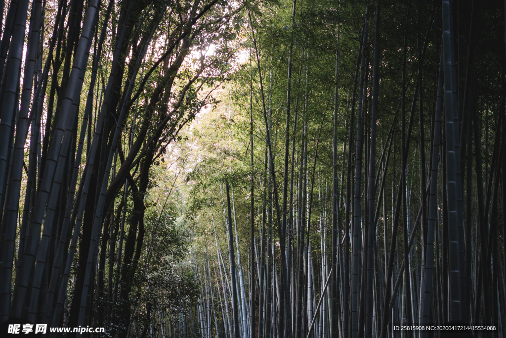 竹子竹叶竹海图片