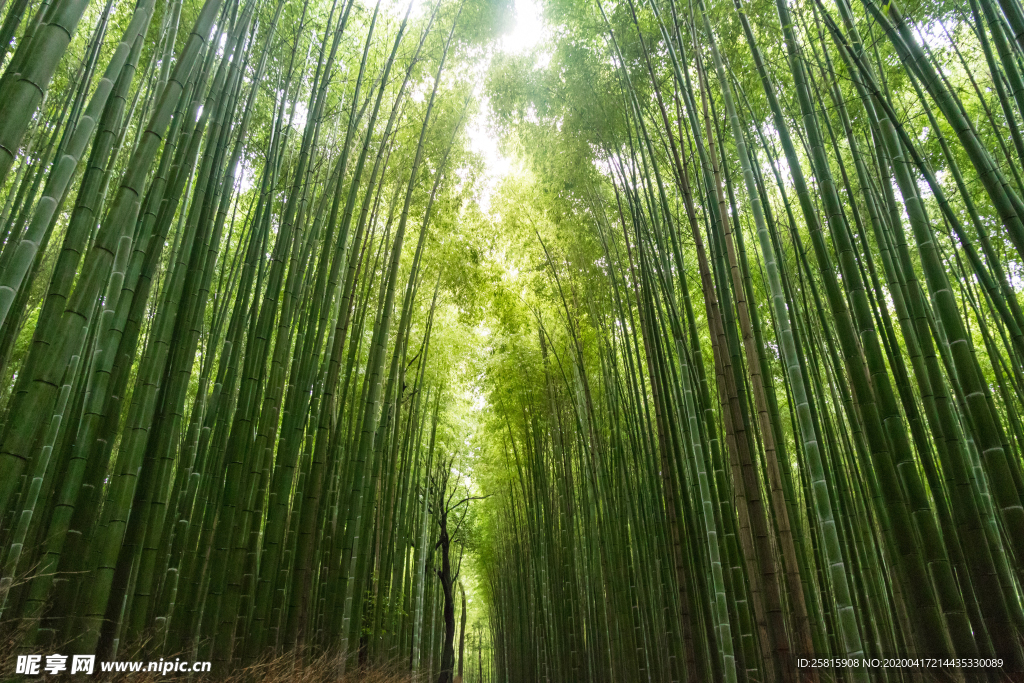竹子竹叶竹海图片