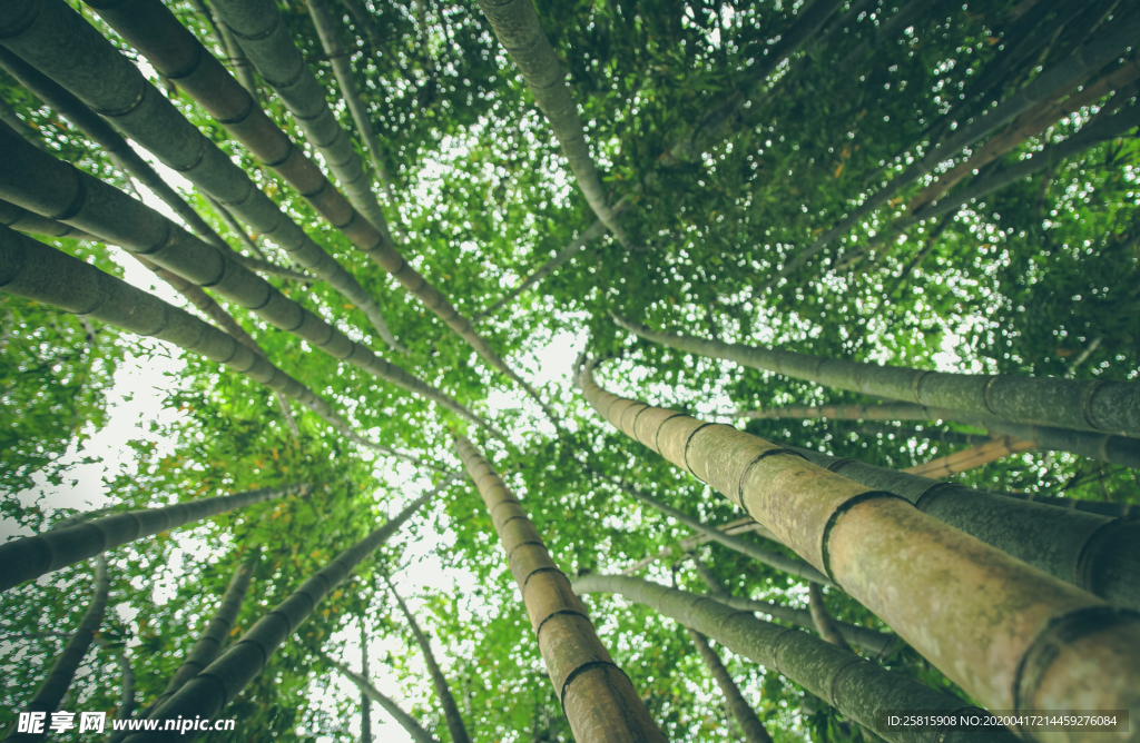竹子竹叶竹海图片
