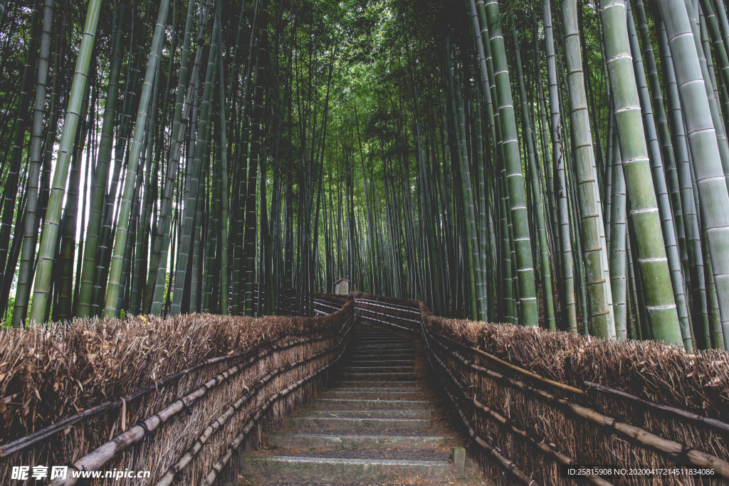 竹子竹叶竹海图片