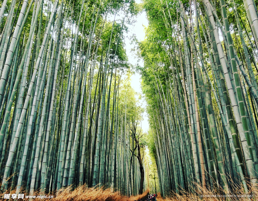 竹子竹叶竹海图片