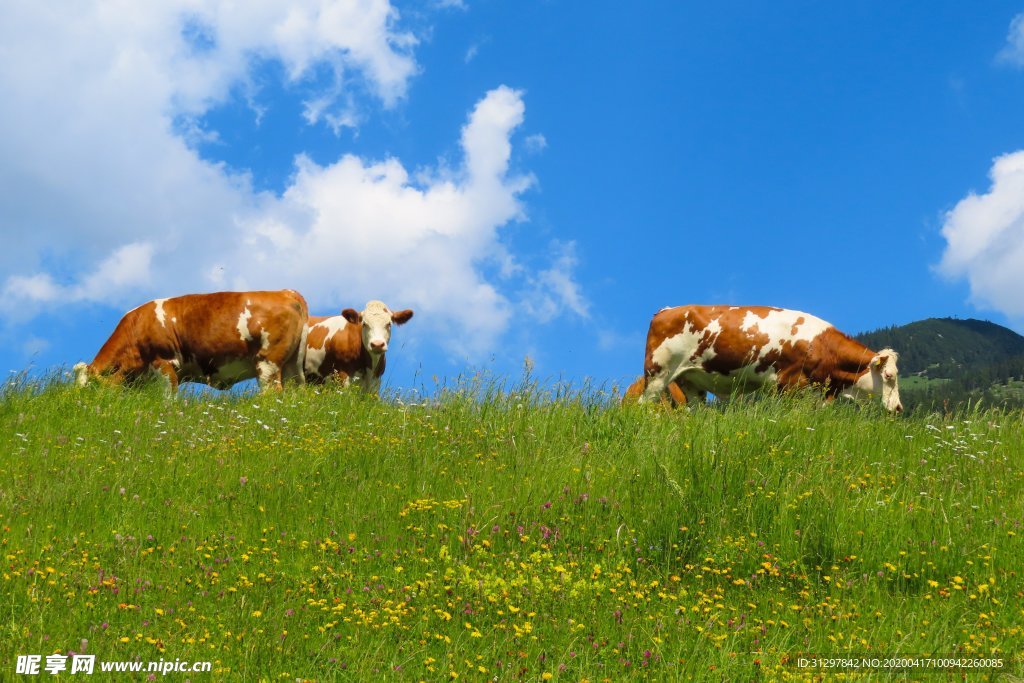 白云蓝天草地上的牛