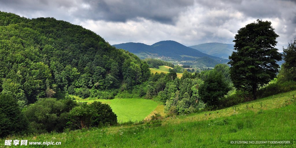 山上的绿色树林