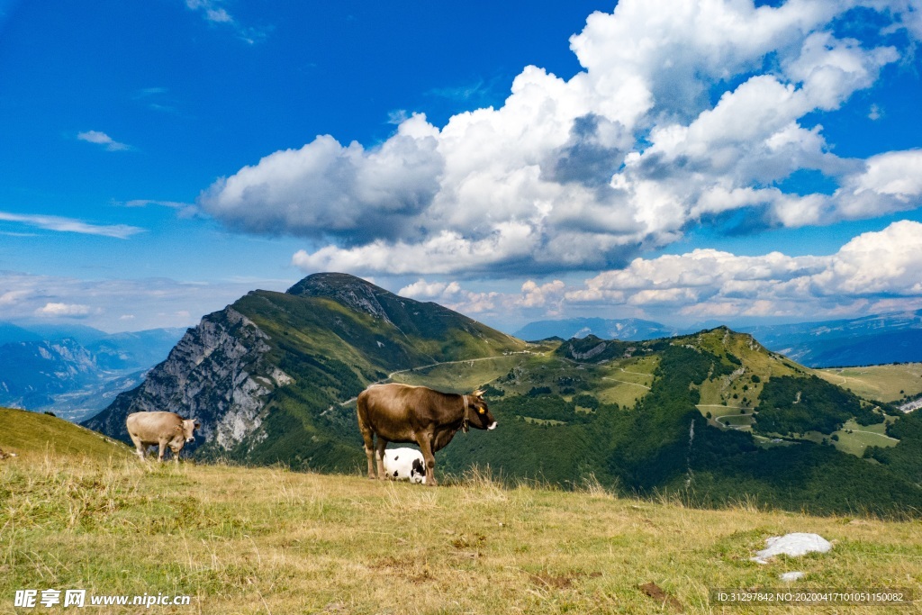 蓝天白云下的牛