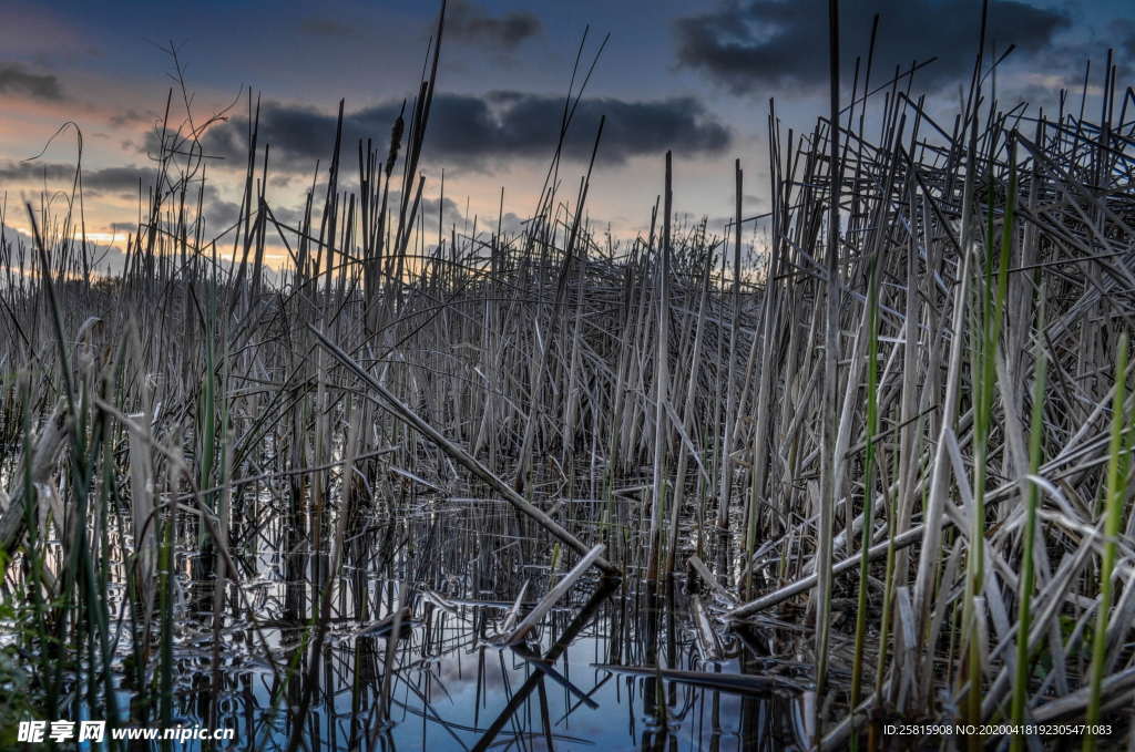 芦苇草丛图片