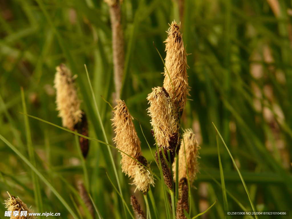 芦苇草丛图片