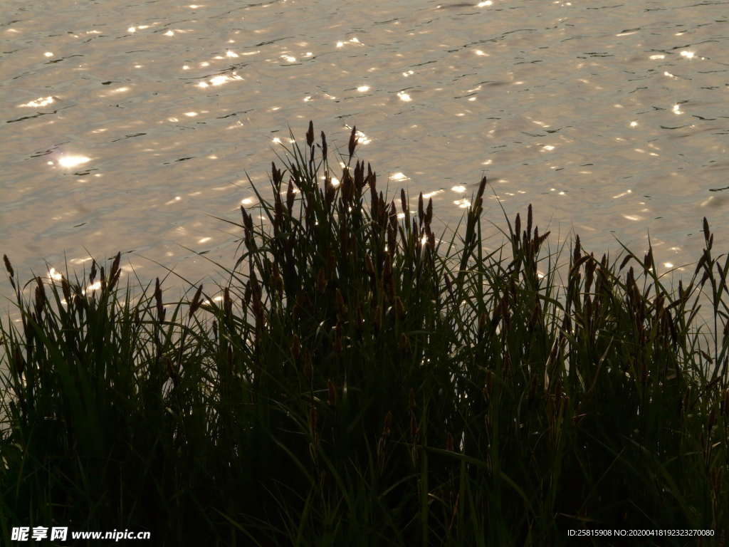 芦苇草丛图片