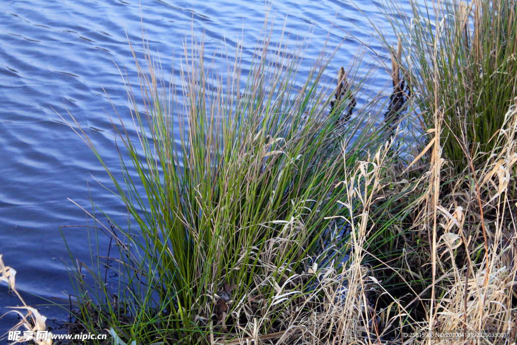 芦苇草丛图片