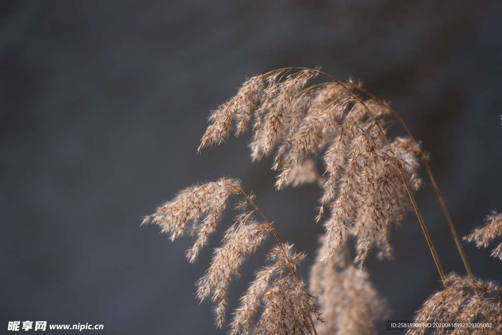 芦苇草丛图片
