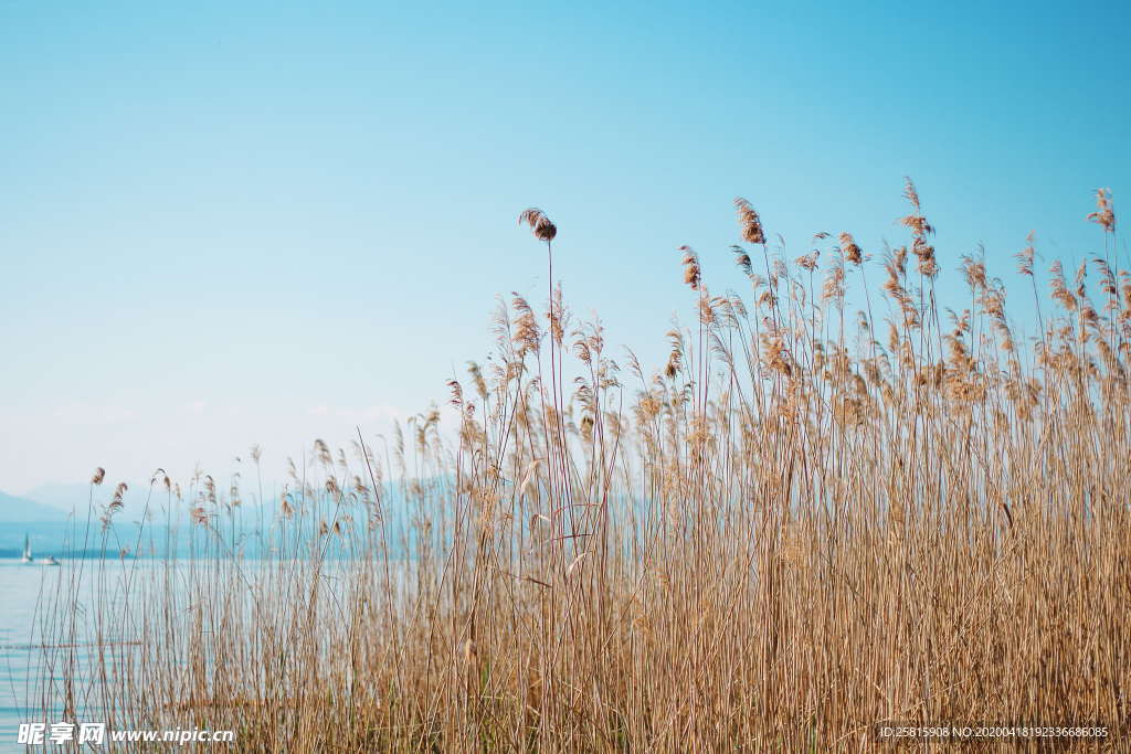 芦苇草丛图片
