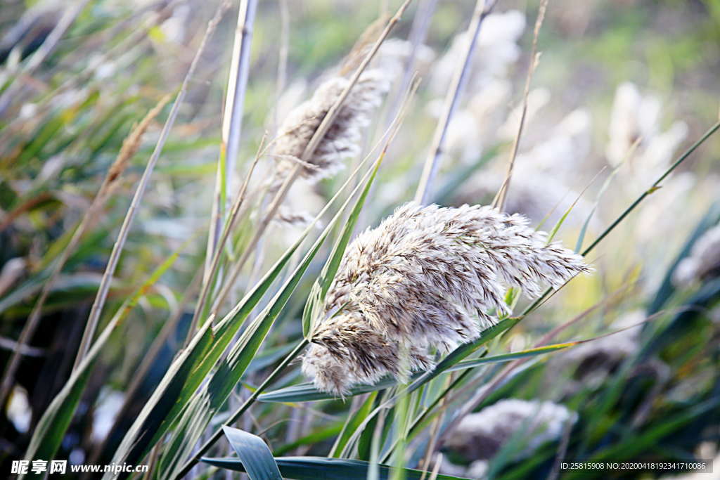 芦苇草丛图片