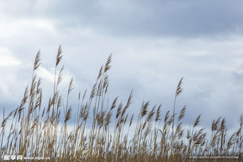芦苇草丛图片