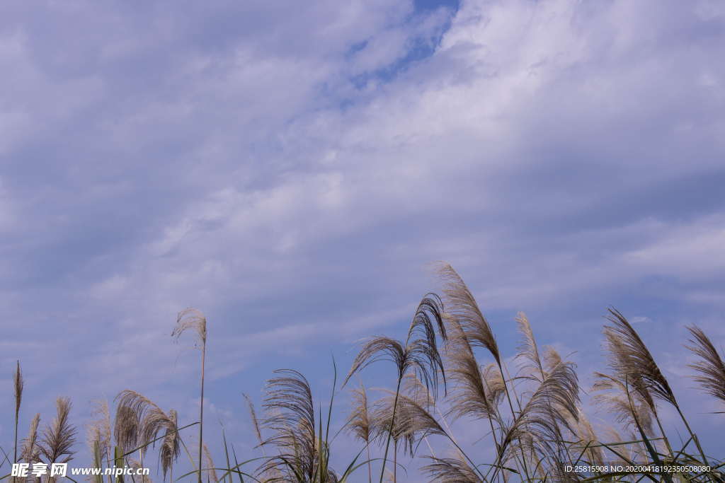 芦苇草丛图片