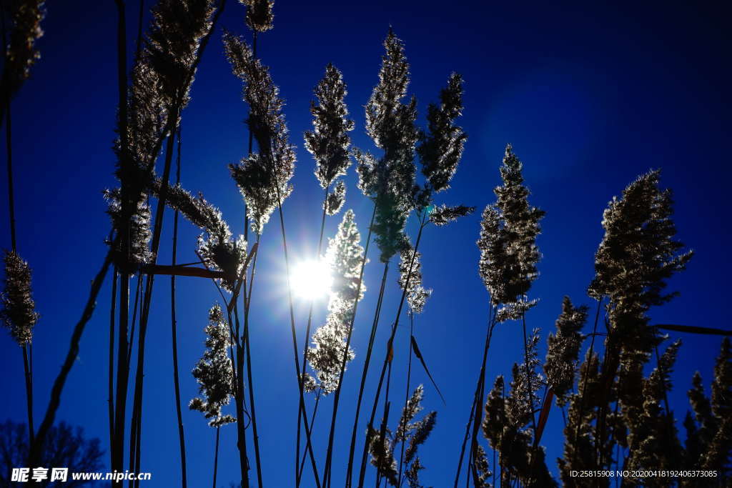 芦苇草丛图片