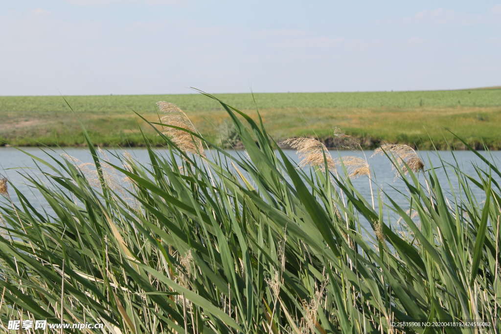 芦苇草丛图片