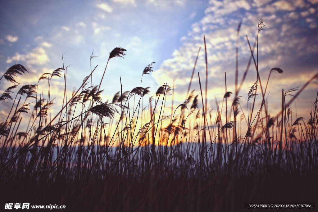 芦苇草丛图片