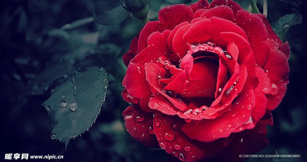 玫瑰花爱意图片