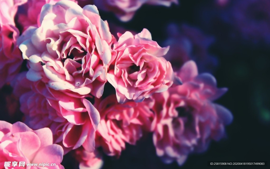 玫瑰花爱意图片