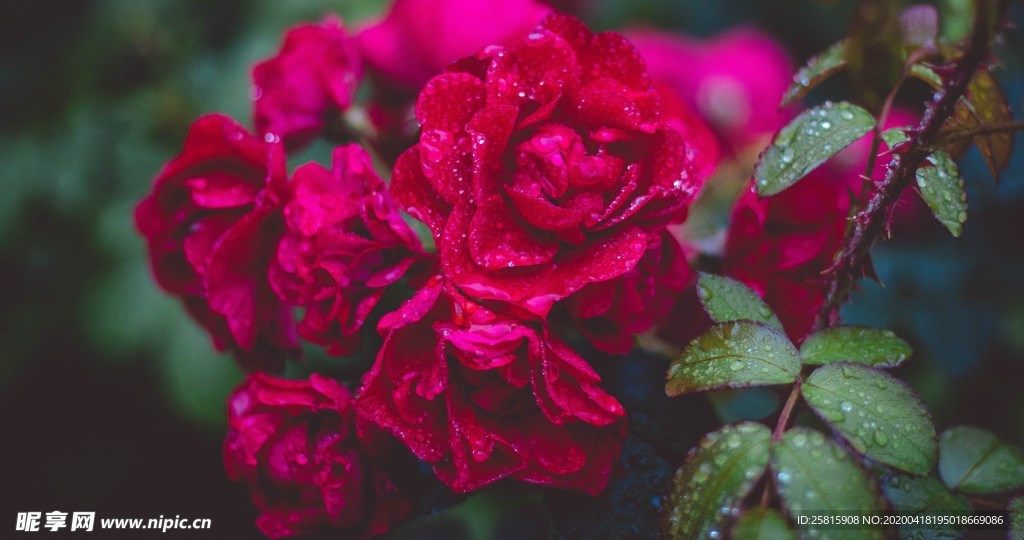 玫瑰花爱意图片