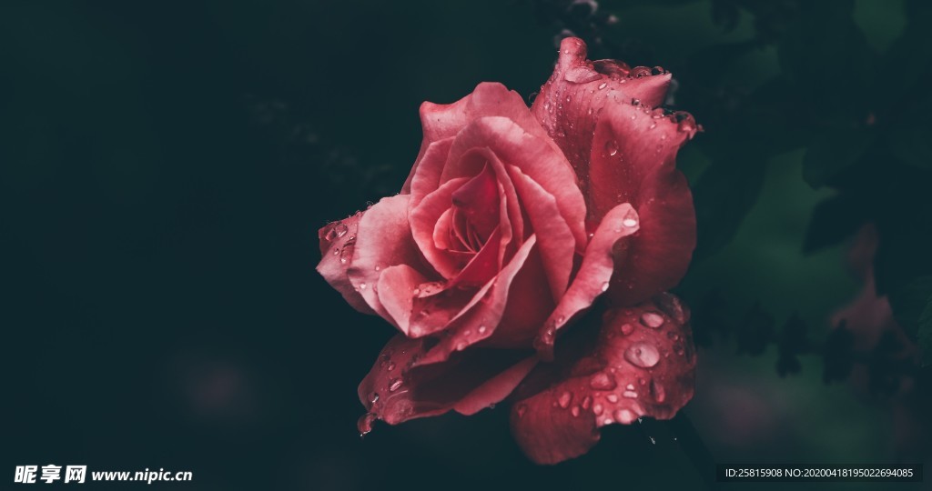 玫瑰花爱意图片