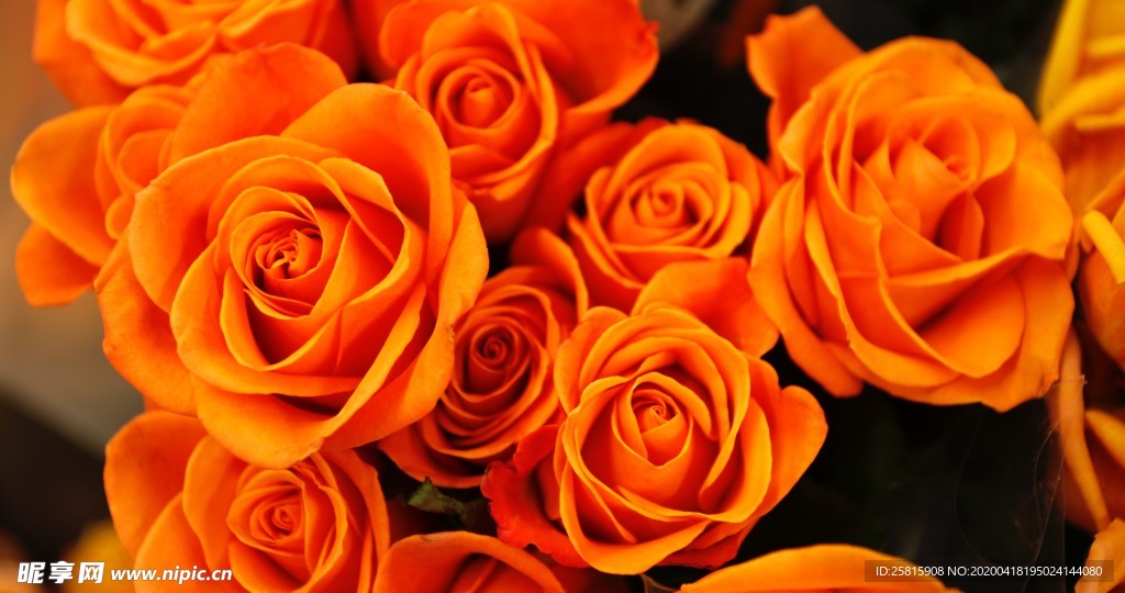 玫瑰花爱意图片