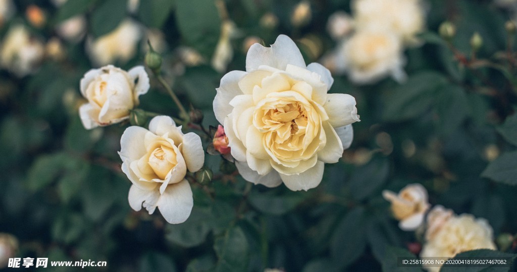 玫瑰花爱意图片