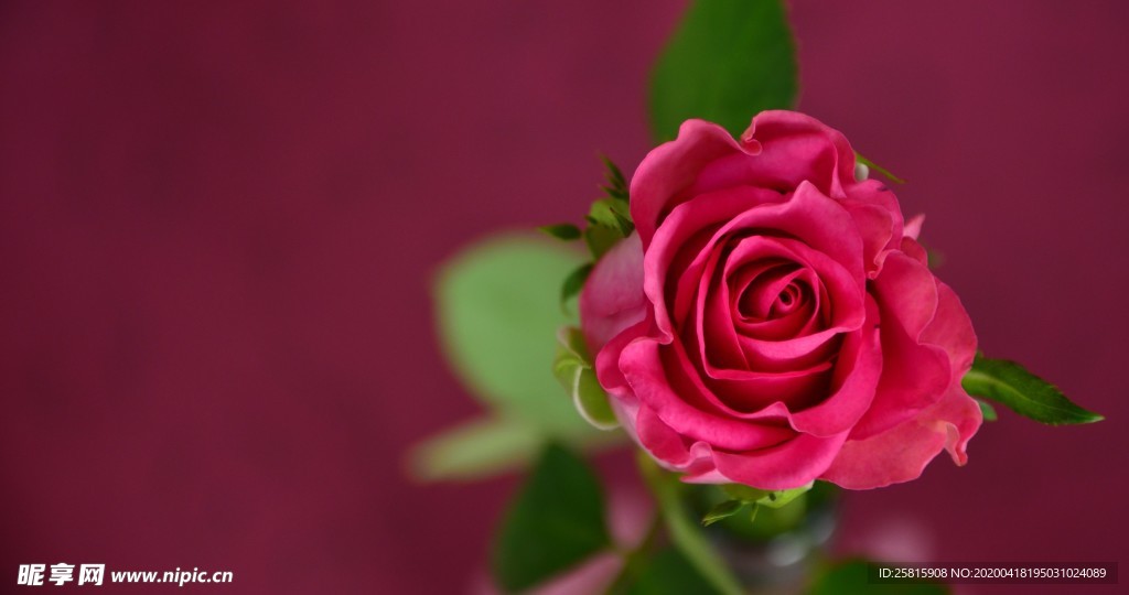 玫瑰花爱意图片