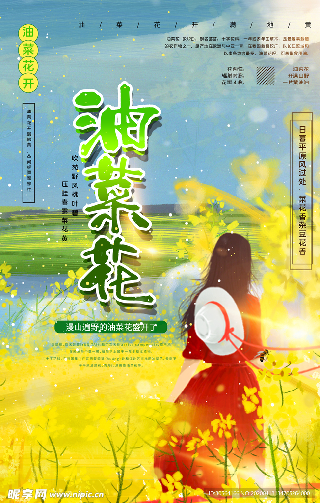 油菜花开