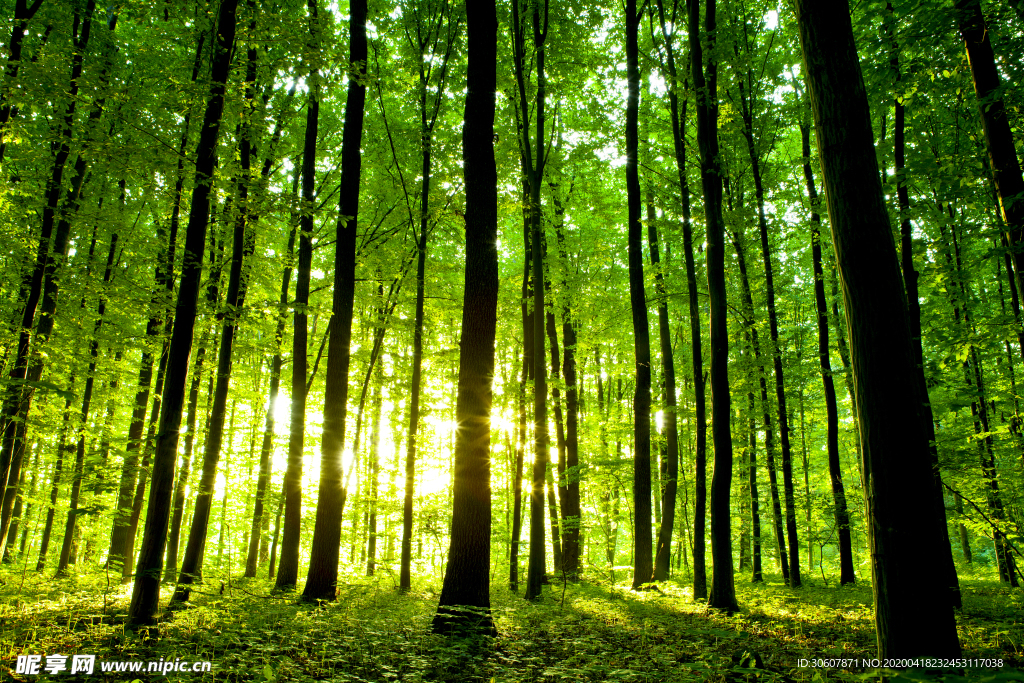 阳光森林