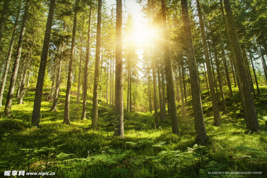 阳光森林