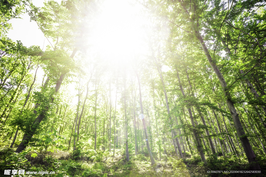 阳光森林