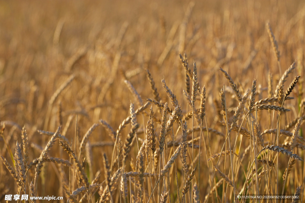 麦田 小麦 麦子
