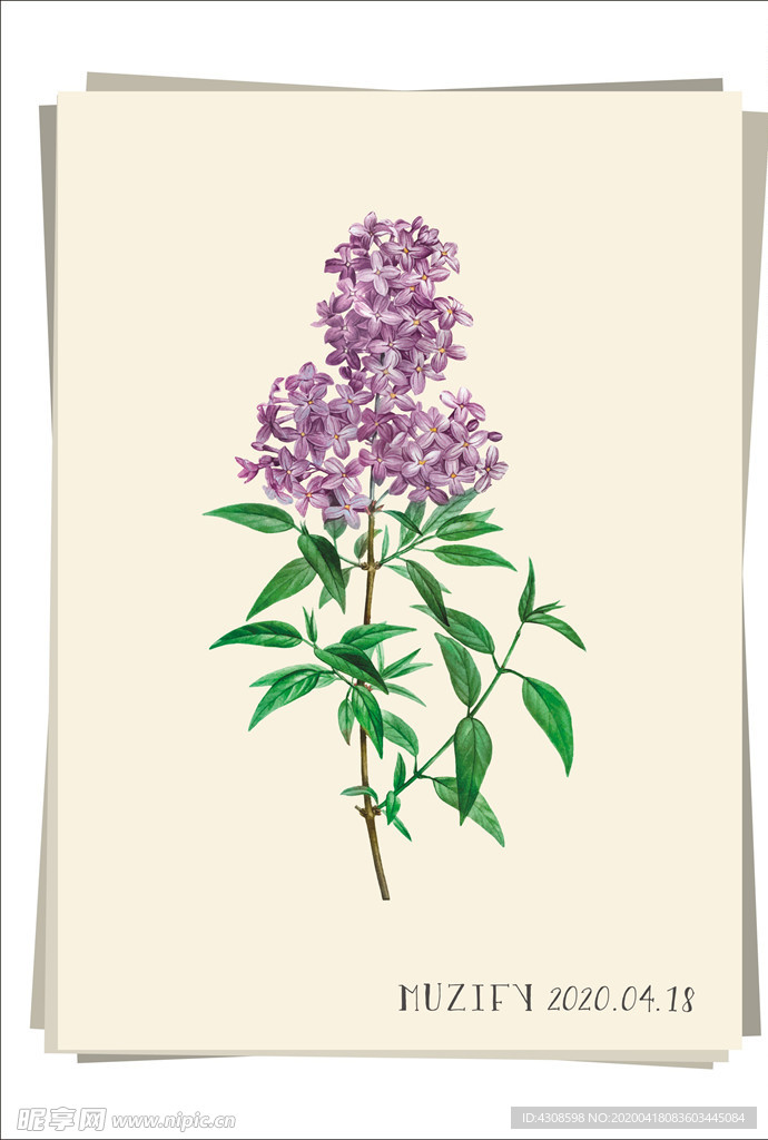 波斯紫丁香 植物图鉴