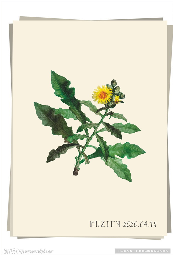 黄花蓟 植物图鉴