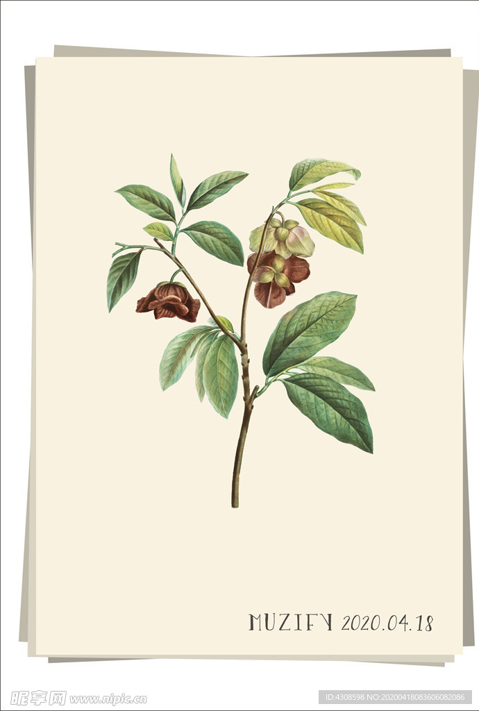 木瓜花 植物图鉴