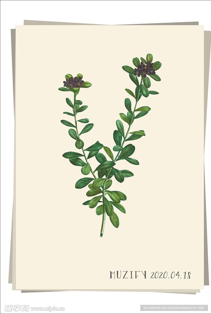 瑞香花 植物图鉴