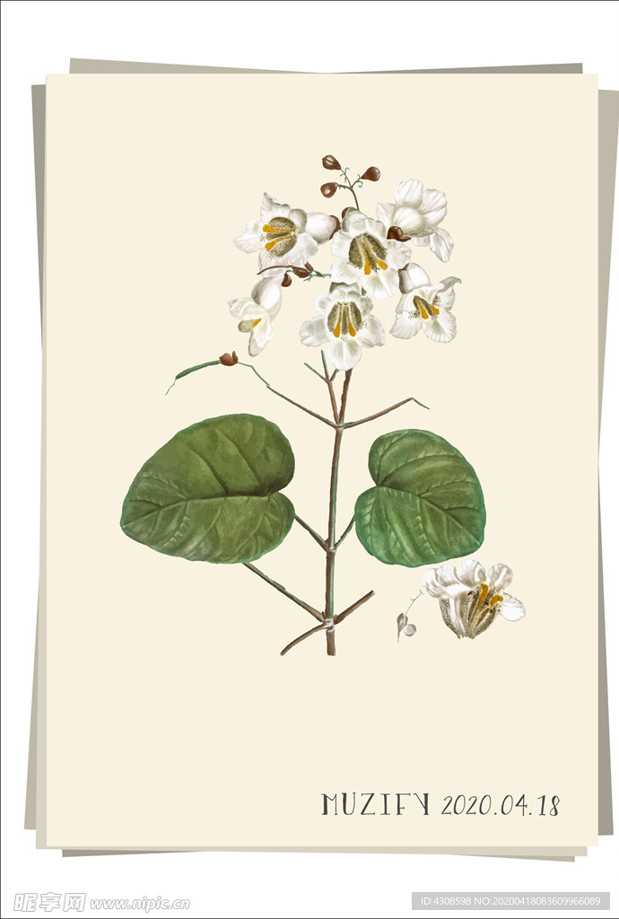 梓树花 植物图鉴