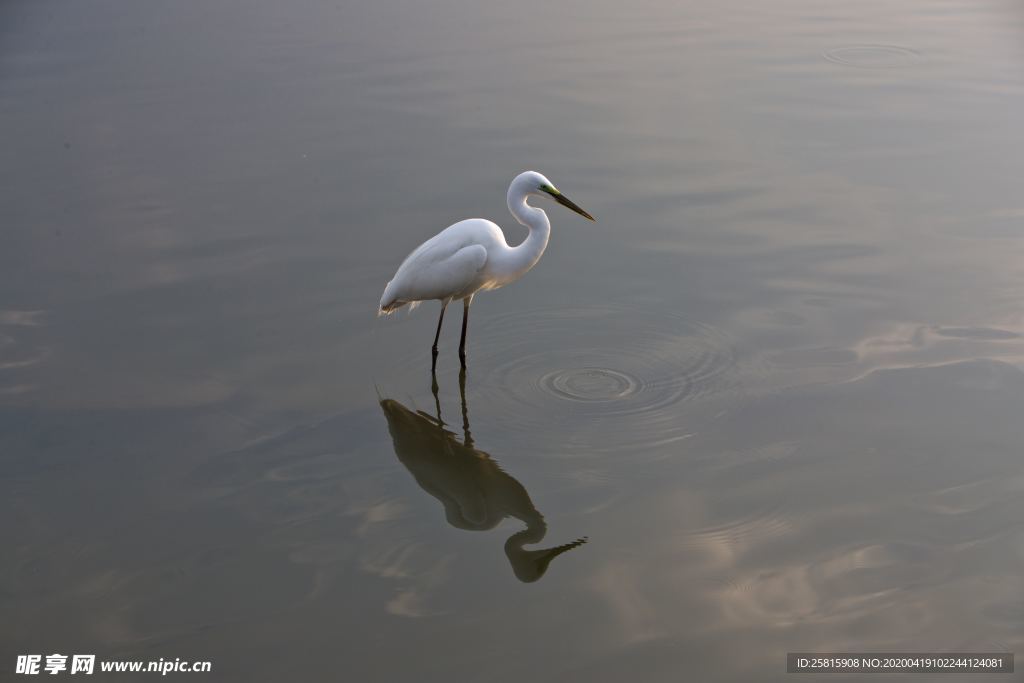白鹭空山鸟语图片