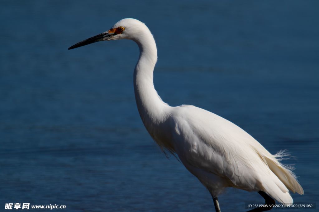 白鹭空山鸟语图片