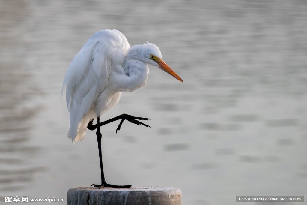 白鹭空山鸟语图片