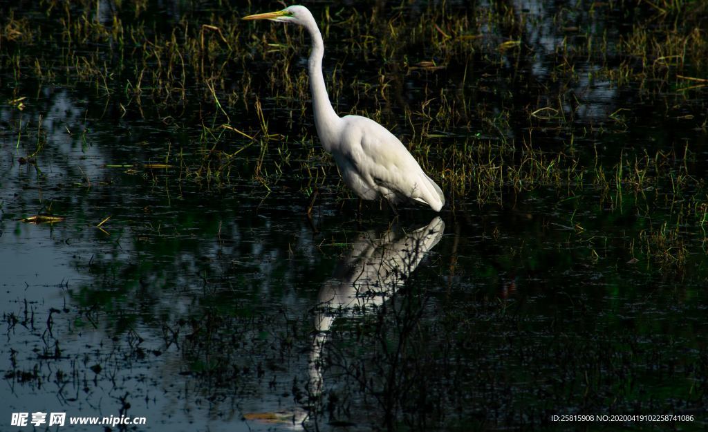 白鹭空山鸟语图片