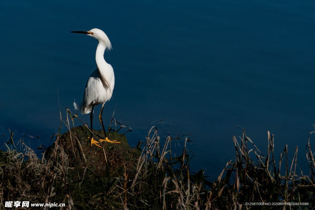 白鹭空山鸟语图片