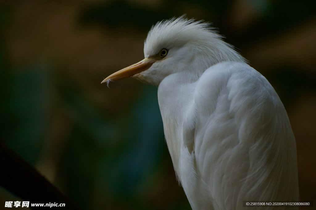白鹭空山鸟语图片