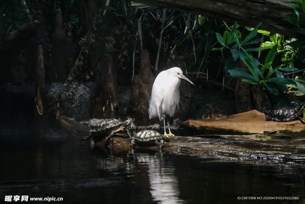 白鹭空山鸟语图片