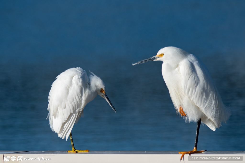 白鹭空山鸟语图片