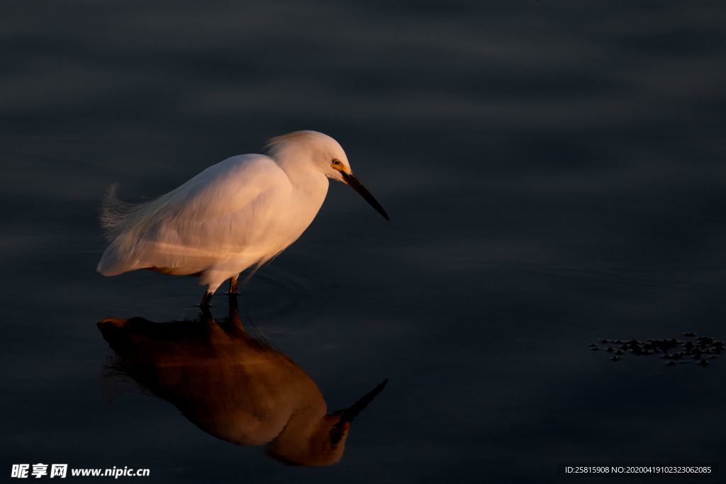 白鹭空山鸟语图片