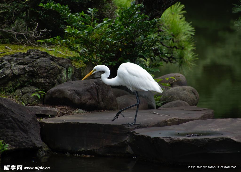 白鹭空山鸟语图片